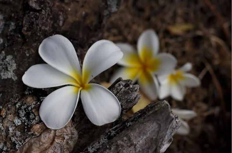 Plumeria on stone