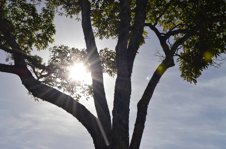 Canopy, into the sun