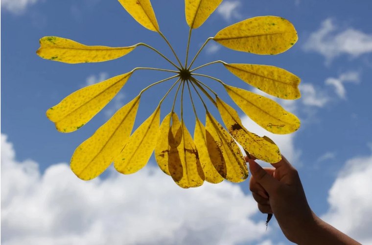 Leaf against the sky