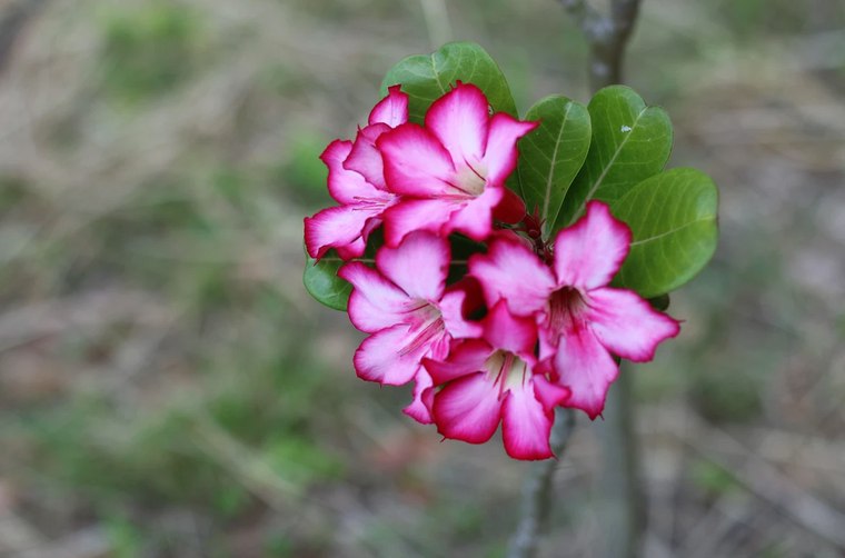 Pink plumeria