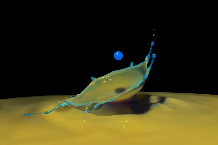 Clam, yellow